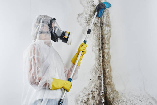 Trusted Florence, TX Mold Removal Experts