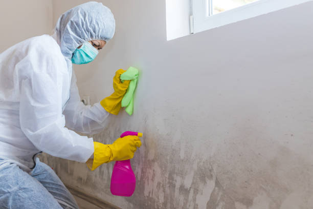 Best Real Estate Mold Inspection in Florence, TX