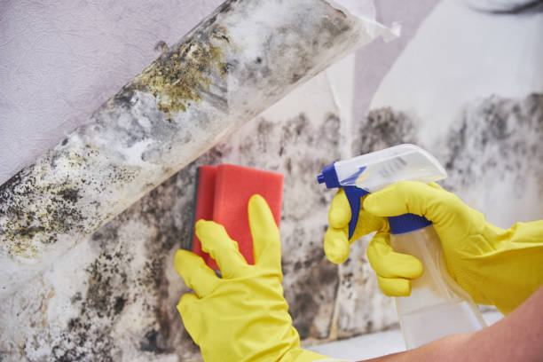 Best Basement Mold Removal in Florence, TX